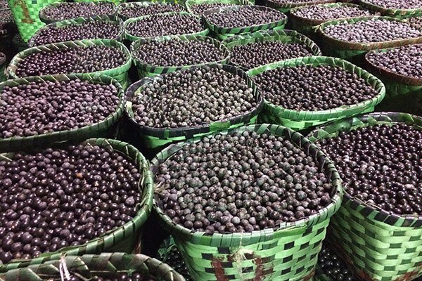 Acai berries are ready for shipment.