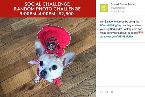 Chihuahua in Cornell apparel