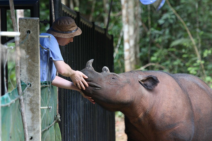 A young rhinoceros receives care from a wildlife veterinarian.