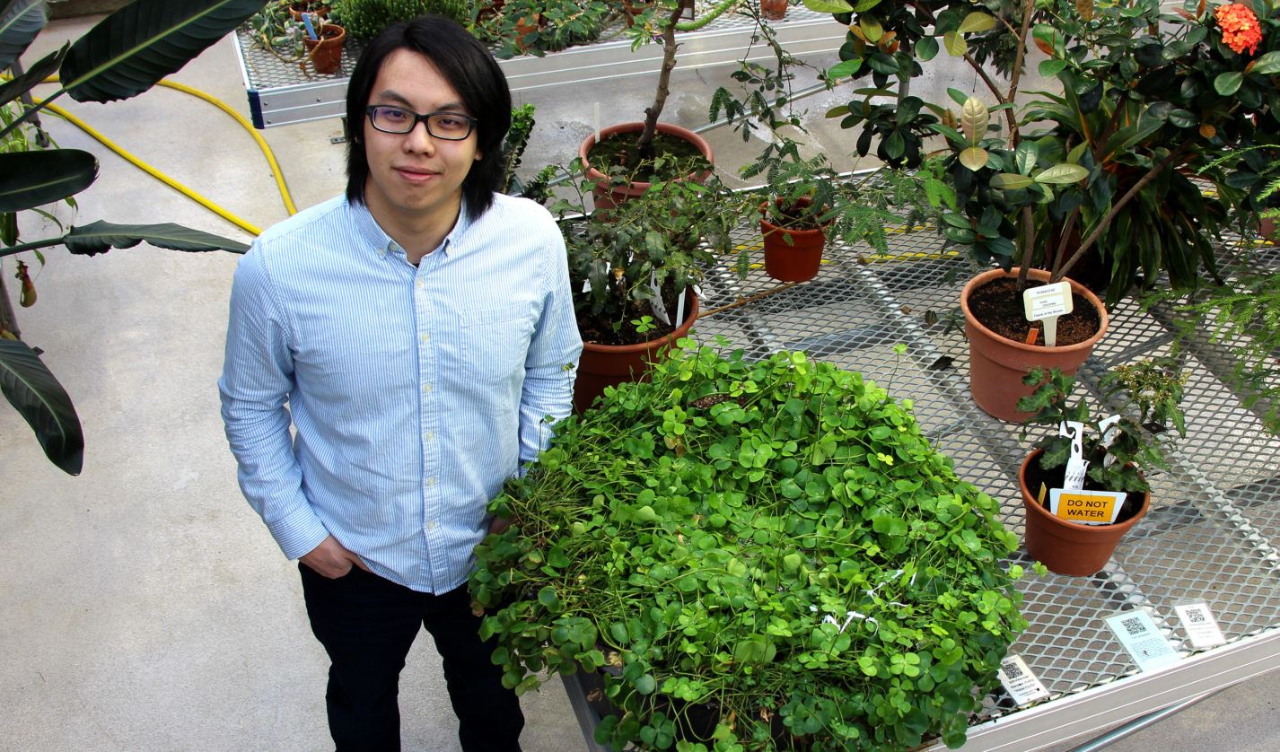 Jeffrey Yen, Class of 2018, in the Liberty Hyde Bailey Conservatory standing next to his favorite plant, a water fern.