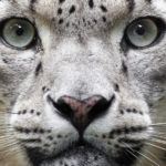 Snow leopard face up close