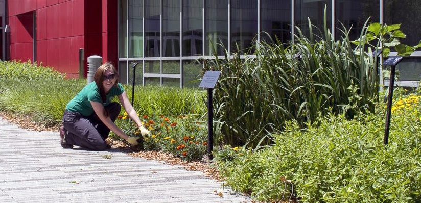 Hopkins-Hensley harvesting marigolds in the College of Human Ecology Natural Dye Garden in summer 2018.