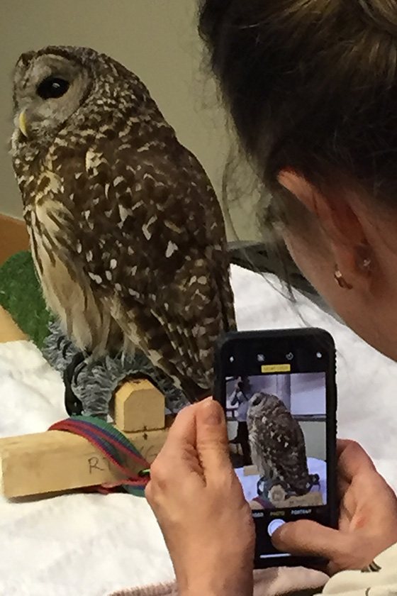 A woman takes a photo of an owl with her phone.