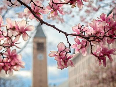 Magnolia trees in bloom near McGraw Tower