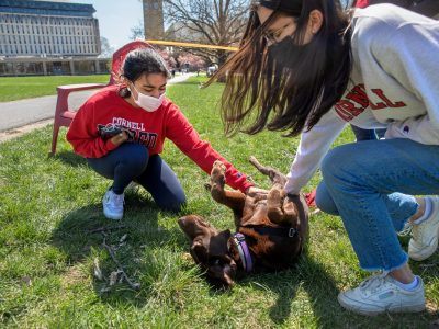 Students play with a puppy during spring wellness days