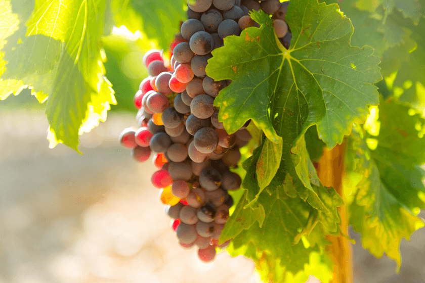 grapes in a vineyard