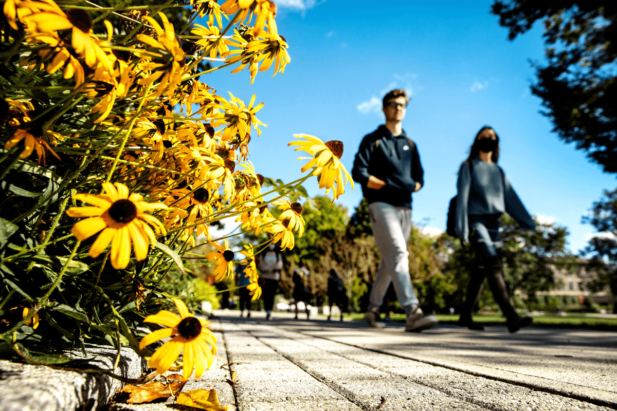 Black eyed susans line the Ag Quad.