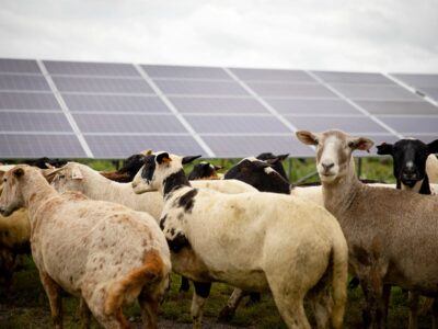 Sheep grazing in a solar field