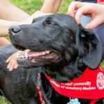 happy dog wearing a CVM bandana