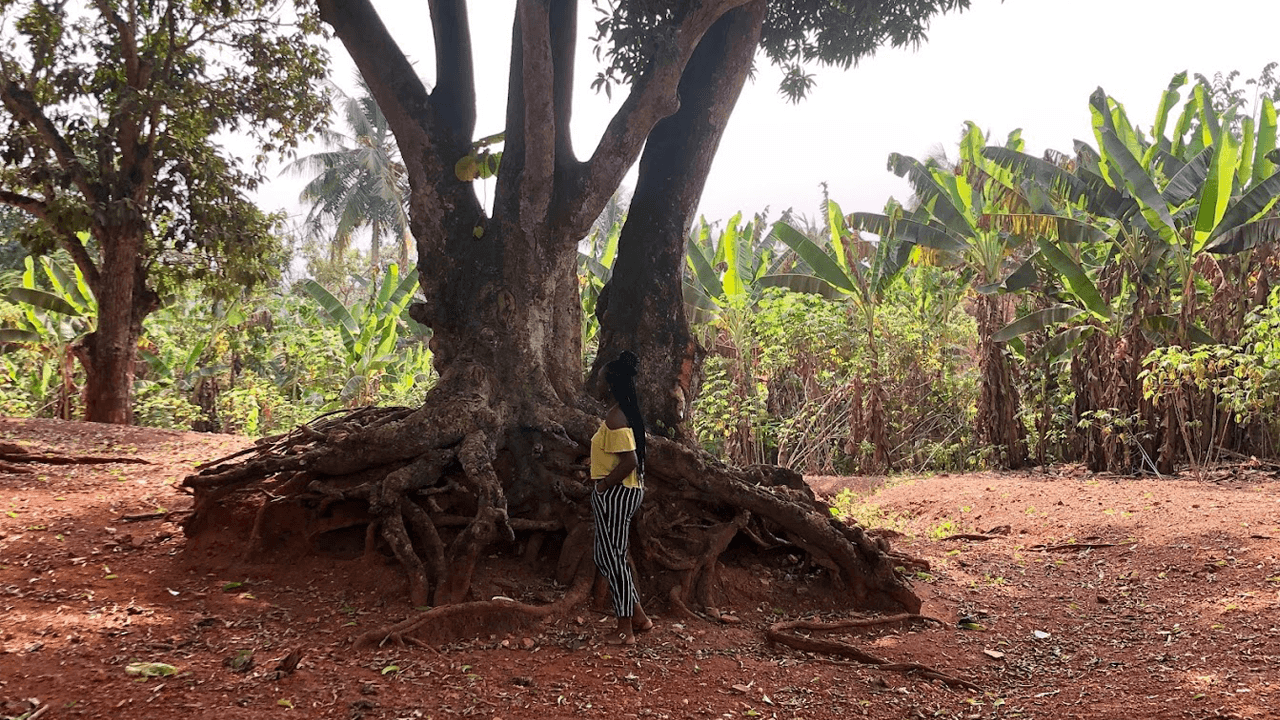 Airewele in Kumasi Ghana at a cocoa farm