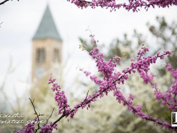 Flowers frame McGraw Tower