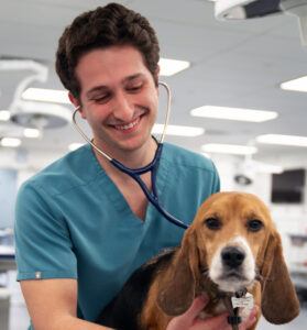 Alan Coberg DVM ’24 examining a beagle dog as part of his clinical skills lab