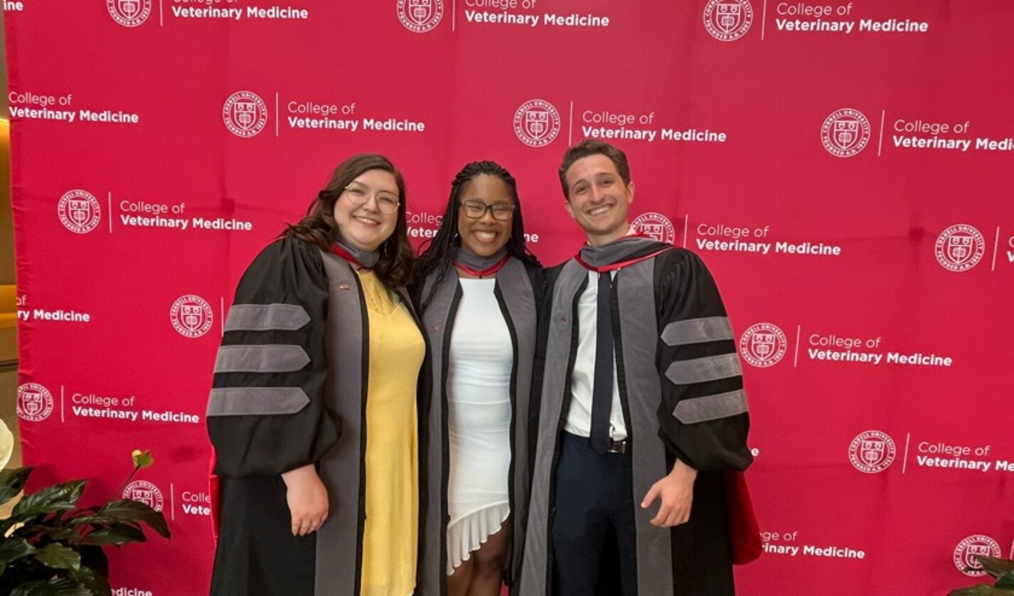 RED Veterinary Scholars celebrate completion of their veterinary degrees at the 2024 Hooding Ceremony (The ceremonial hood communicates the school, degree, and field of study. DVM degrees are always grey, no matter the school, and they have three stripes on the sleeves.) (L to R) Kelsey Warner DVM ’24, Alayzha Turner-Rodgers DVM ’24 and Alan Coberg DVM ’24
