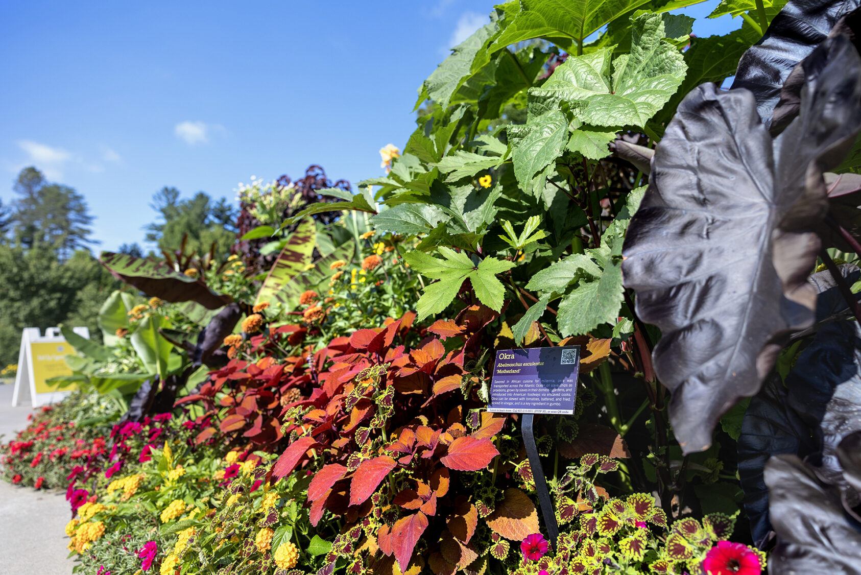 Okra pictured amongst other plantings at the Cornell Botanic Gardens. The Cornell Botanic Gardens is hosting “Seeds of Survival and Celebration: Plants and the Black Experience,” a garden installation of plants of significance to Black culture.