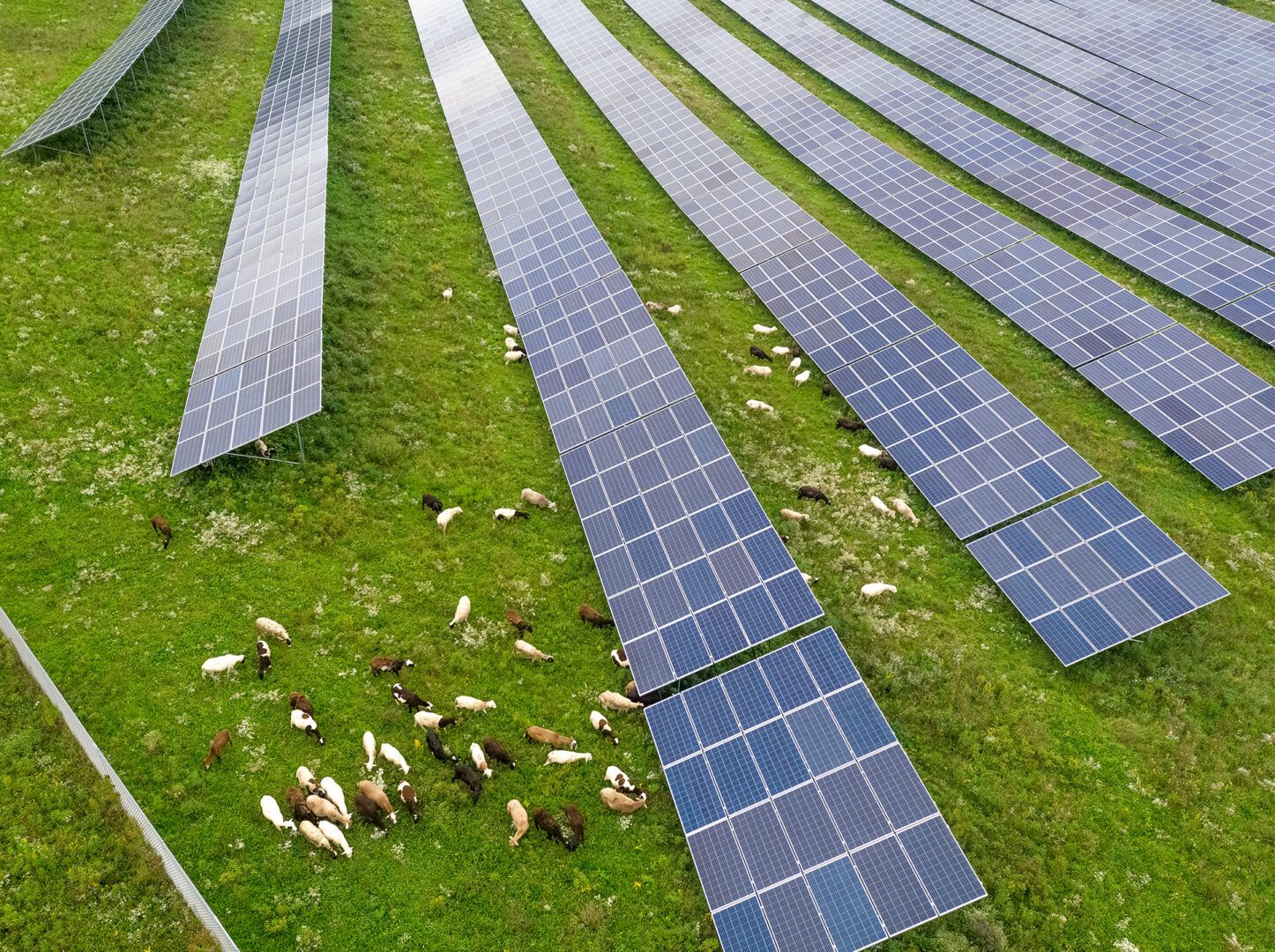 Sheep under industrial-scale solar arrays.