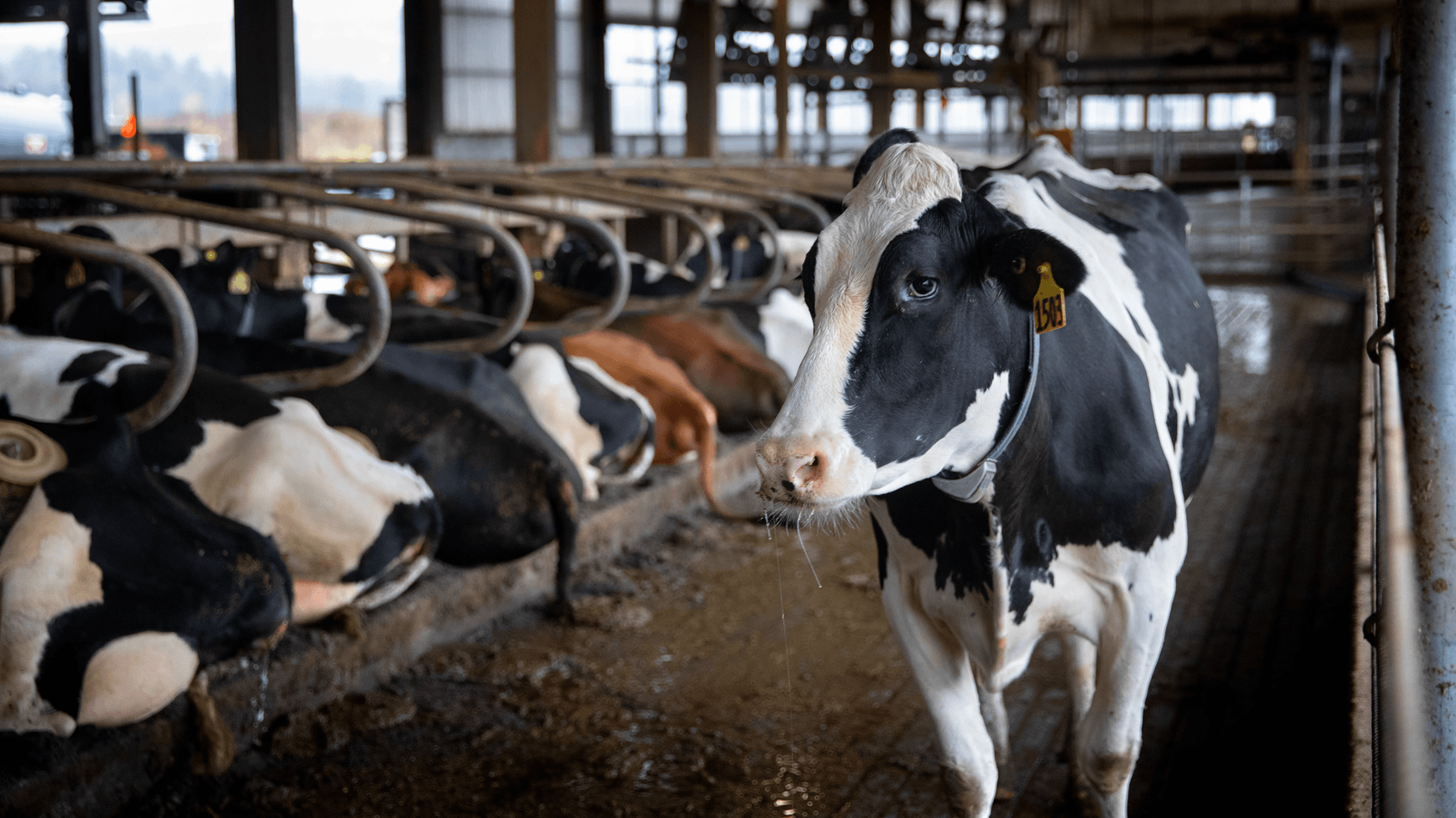 cows in the university teaching dairy barn