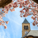 McGraw Tower peeks through magnolia blossoms