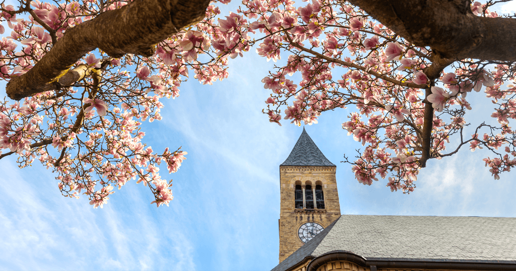 McGraw Tower peeks through magnolia blossoms