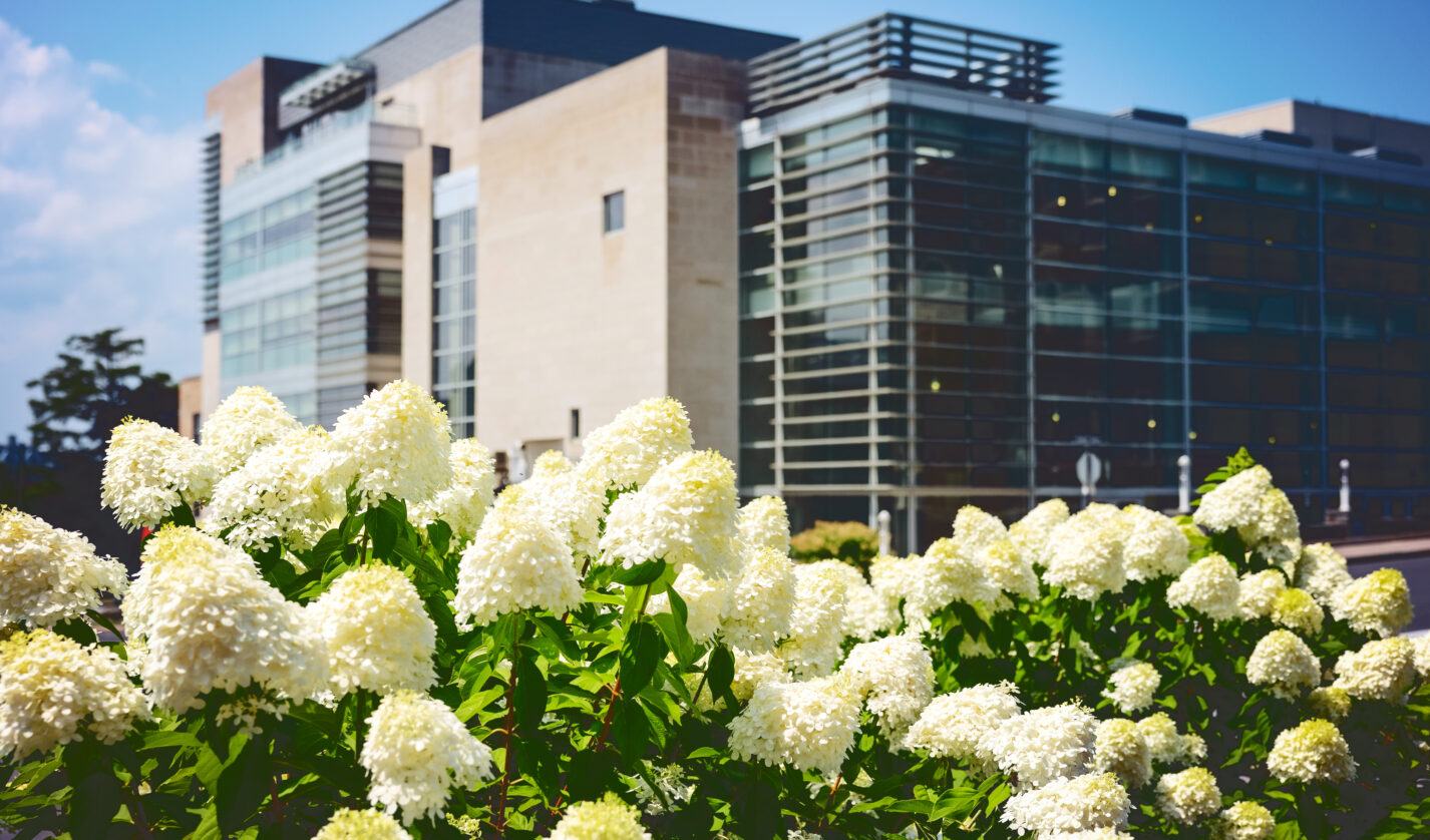 Hydrangeas in front of Statler Hall.