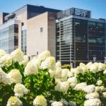Hydrangeas in front of Statler Hall.