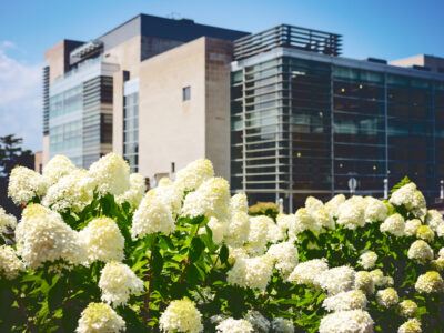 Hydrangeas in front of Statler Hall.