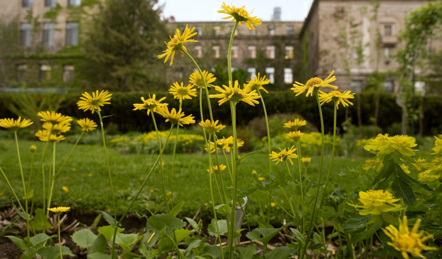 Yellow flowers in Minns Garden, outside Plant Science, in spring.