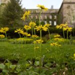 Yellow flowers in Minns Garden, outside Plant Science, in spring.