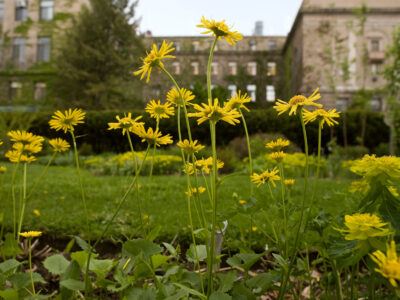 Yellow flowers in Minns Garden, outside Plant Science, in spring.