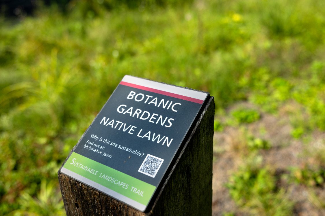 Cornell Botanic Gardens's Native Lawn demonstration area.
