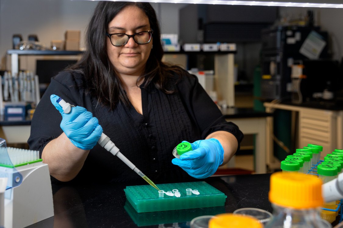 Postdoc, Angelica Sanchez extracts pollen samples for analysis in the McArt Lab in Comstock Hall.