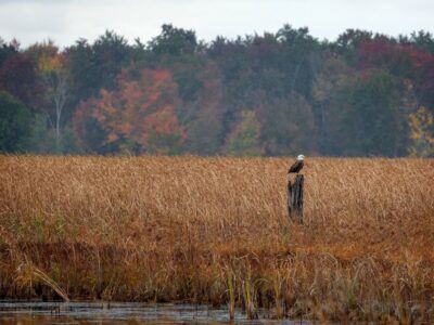 A bald eagle is perched at the Montezuma National Wildlife Refuge