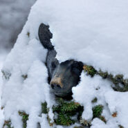 snowy bear statue desktop wallpaper preview