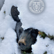 snow bear statue mobile wallpaper preview